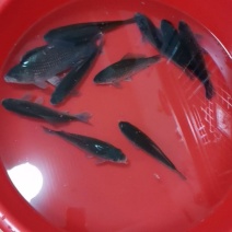 水库活+死鲫鱼