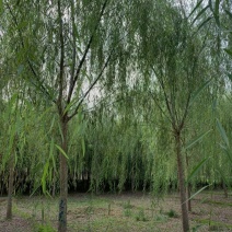 基地大量出售2-20公分垂柳，树形优美，价格优美