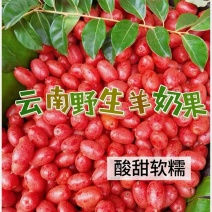 云南羊奶果