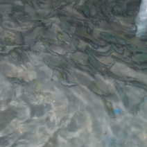 虹鳟鱼苗