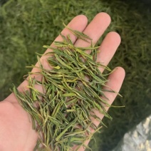 冬茶安吉白