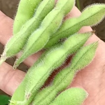 精品山东临沂郯城毛豆，豆荚饱满色鲜绿，产地批发，保质保量