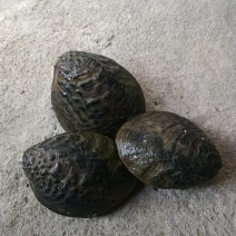 河蚌