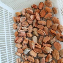山东精品水产贻贝肉海虹肉海红肉新鲜供应大量批发