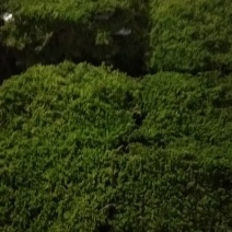 野生苔藓造景