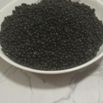 射干种子