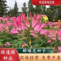 醉蝶花种子四季易种活阳台绿植盆栽庭院花卉种子花种子醉蝶花