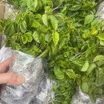 三叶青种苗带根苗金线吊葫芦苗浙江紫藤绿植品种
