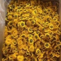 产地直销各种菊花