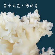 绣球菌