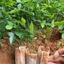 牛大力种苗高产易活小叶中叶中药材煲汤牛古大力薯