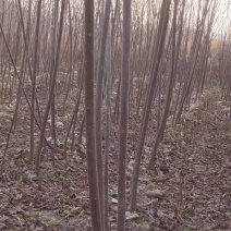 山乌桕苗红叶乌桕袋苗正宗山乌桕营养袋苗