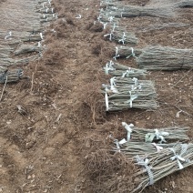 全国**的金叶榆繁育基地产地直销