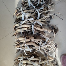 [牛]精品藕苗