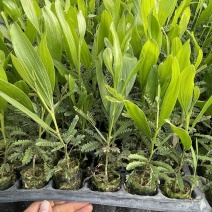 马占相思树苗大叶马占苗快速造林用材树大叶相思营养杯苗