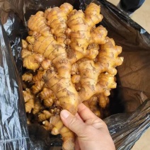 【云南小黄姜】高山小黄姜/山地小黄姜/现挖现发/量大从优