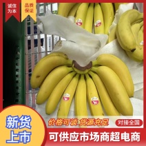 香蕉黄蕉品质保证服务周到产地直发欢迎咨询
