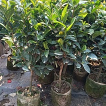 茶花苗四季茶花苗茶梅树苗