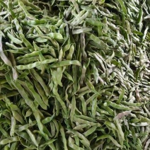 油豆角紫花油豆万亩基地产地直销保质保量
