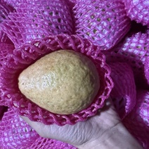 红心芭乐，白心芭乐市场商超整车发货