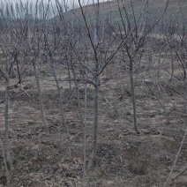 山楂树