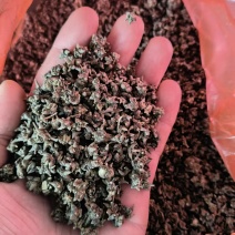 猫爪草干货