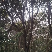 赤皮青冈栎