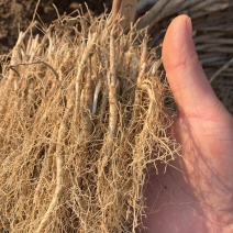 白鲜皮种苗中草药植物山牡丹八股牛庭院阳台盆栽地栽观赏