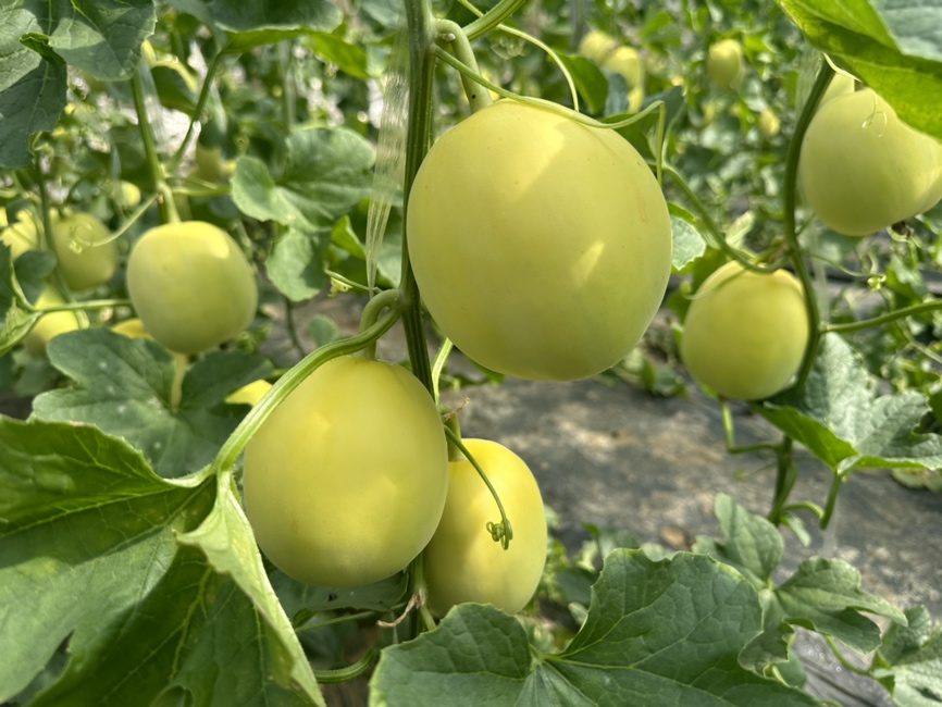 星甜24甜瓜的种植场景