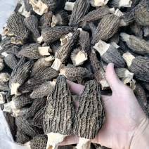 羊肚菌8—10，大个羊肚菌，超大个羊肚菌，羊肚菌