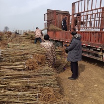 哪里有金叶榆金叶榆哪里有金叶榆产地直销