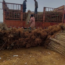 中国金叶榆河北金叶榆山东金叶榆甘肃金叶榆青海金叶