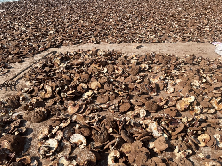 长白山赤灵芝采收与初加工现场