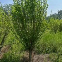 苗圃大量出售3-10公分木槿