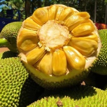海南黄肉菠萝蜜热带新鲜水果10-38斤新鲜应季水果一整个