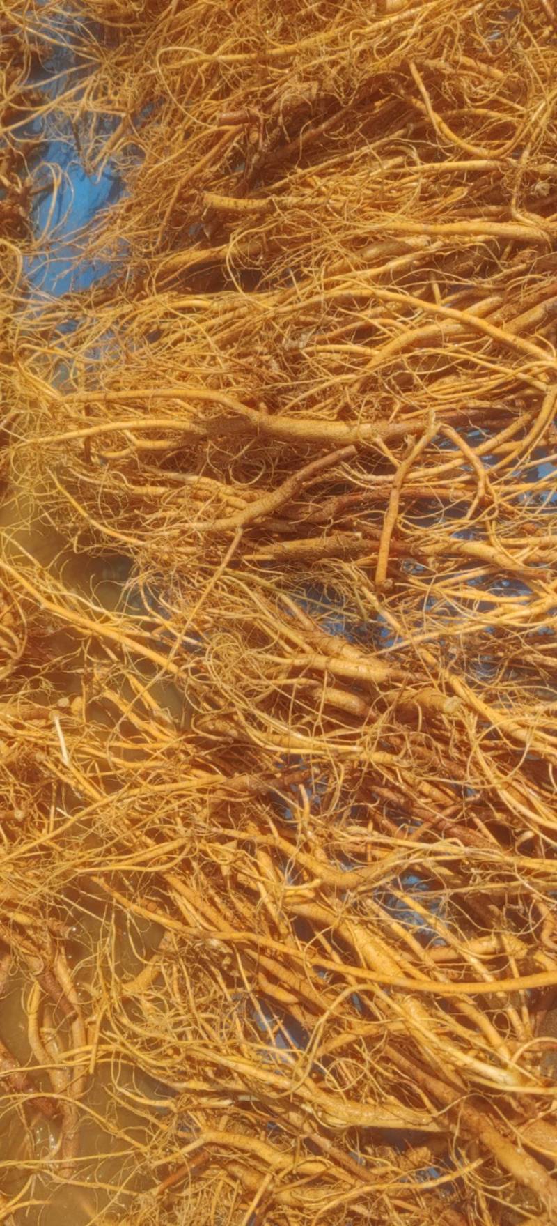 广西石参根批发,石参根干货,石参根一手货源批发,石参根汤