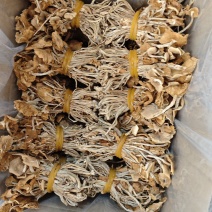 江西广昌县产地精品三号开伞茶树菇、扎把