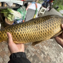 鲤鱼