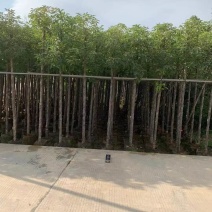 阴香1-18分，各种规格，大量低价出售