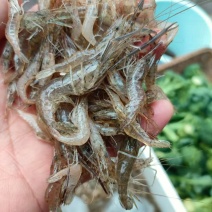 野生小虾公