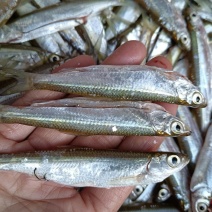 小白条，蓝刀仔，餐条