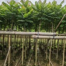 麻楝1-20分，各种规格，大量低价出售