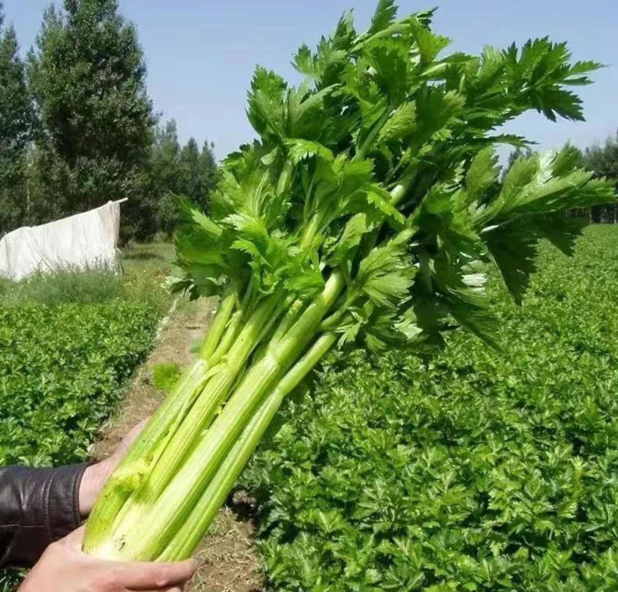 家庭厨房中挑选香芹场景