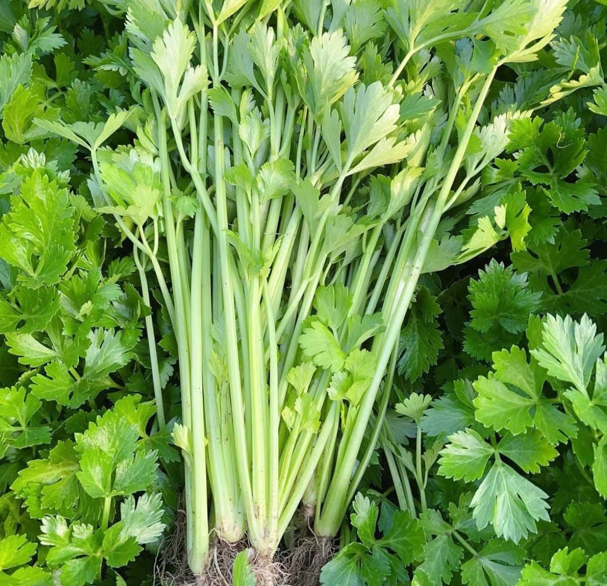 白杆香芹植株特写,展示其洁白的茎秆和翠绿的叶片 白杆香芹植株特写