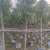 优质风景树