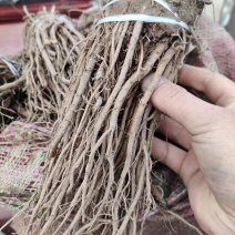 中草药羌活苗羌滑阴生绿植庭院地栽盆栽可观赏入药材耐寒植物