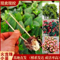 火龙珠苗四季相思豆植物养阳台耐热庭院花卉花园室外花苗红豆
