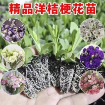 云南洋桔梗花苗正宗大花重瓣四季开花易养好活龙胆花种苗基地