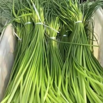 白帽蒜苔产地一手货提供一条龙服务保质保量量大从优