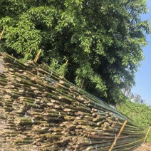 产地直销，搭竹架用篙竹，排栅竹，7米，8米，9米，大量现